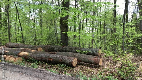 Pile of felled trees or stack of cut logs in a german forest, deforestation logging industry in the woodlands in Germany Europe 