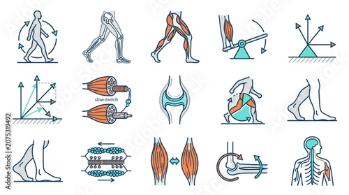 Canvas Print Human Anatomy and Biomechanics Illustrations Set.