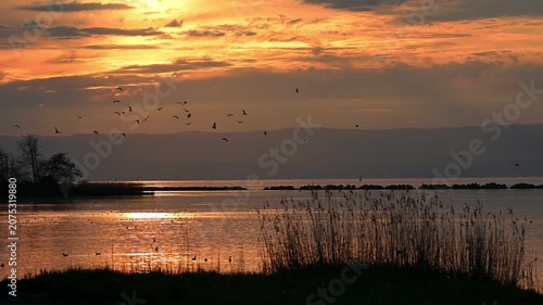 Landscape of Golden Sunset over Lake Geneva with Reeds and Water birds in Switzerland. Real time.