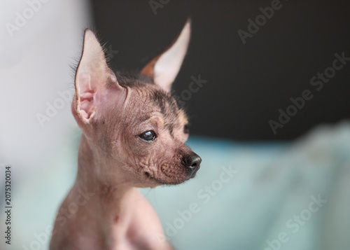 Fotografía Close-up portrait of a unique hairless puppy with big ears and a tuft of fur, gazing intently