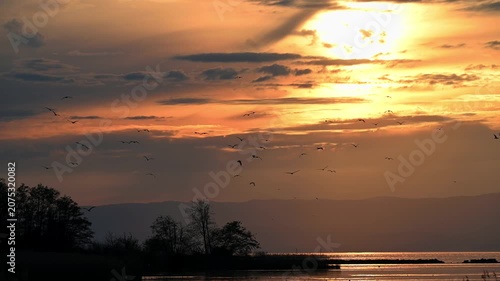 Landscape of Golden Sunset over Lake Geneva with Reeds and Water birds in Switzerland. Real time.