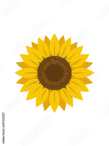 Sunflower Vector Illustration Isolated on Transparent Background, Flat Design for Business and Technology Concepts