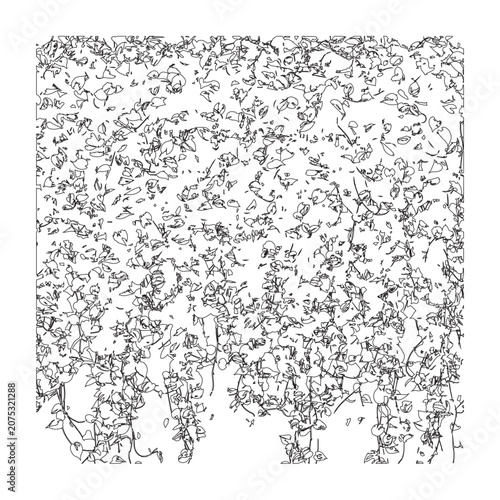Quadro su tela Dense wall of climbing ivy vines sketch illustration intricate botanical background set