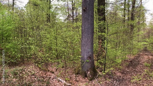 Forest landscape with mixed deciduous trees and dense lush green foliage in Westerwald Germany, Europe