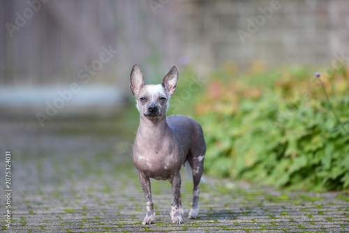 Fényképezés A unique hairless dog stands attentively on a paved path outdoors, gazing directly forward with an alert and curious expression amidst a natural green background