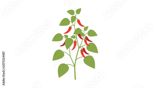 Complete red chili pepper plant featuring lush green leaves and several ripe chili fruits hanging down ready for harvesting in a garden.