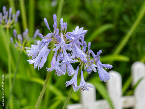 雨に濡れた花壇のアガパンサス