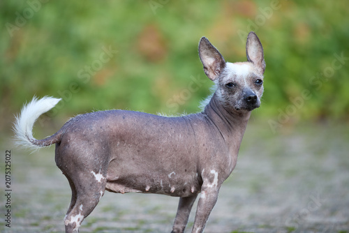 Obraz na plátně A unique hairless dog stands attentively outdoors, its distinctive appearance highlighted against a natural green background