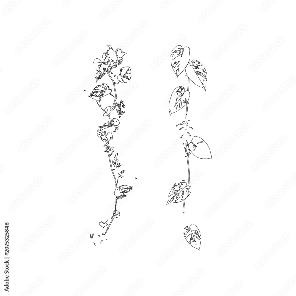 Fototapeta premium Detailed hanging ivy and monstera leaf vine vector illustration for aesthetic decor art.
