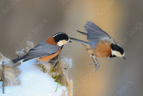 Photography 冬の雪景色の中に佇むかわいらしくて小さい日本の野鳥ヤマガラ