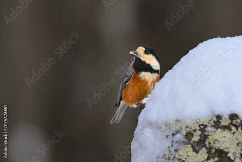 Quadro su tela 冬の雪景色の中に佇むかわいらしくて小さい日本の野鳥ヤマガラ