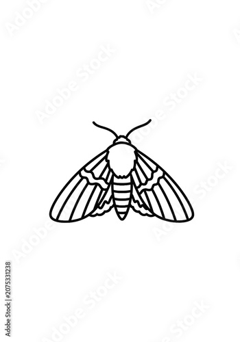 Minimalist line art moth on white background