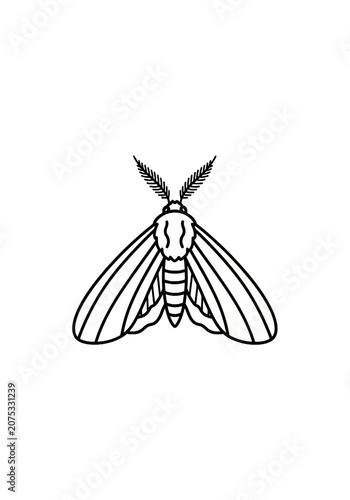 Minimalist line art moth with feathery antennae