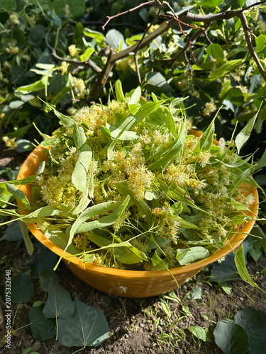Close Up of Blooming Linden Flowers with Green Leaves and Tree Branches, Fragrant Summer Nature Background
