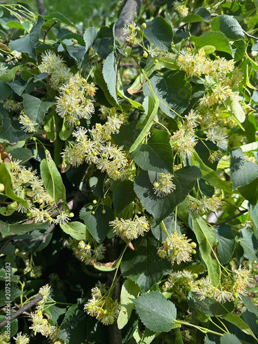 Close Up of Blooming Linden Flowers,  Tilia with Green Leaves and Tree Branches, Fragrant Summer Nature Background
