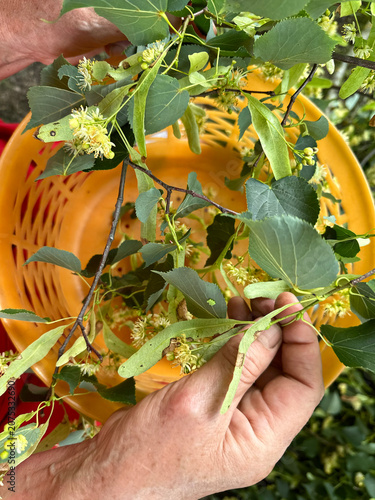 Harvesting Linden Flowers, Tilia into a Wicker Basket for Herbal Tea and Natural Medicine, Medicinal Plant Collection
