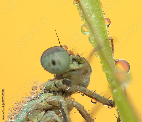 a dragonfly insect on a stick