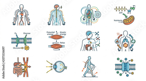 Human Anatomy and Physiology Illustrations Medical Science.