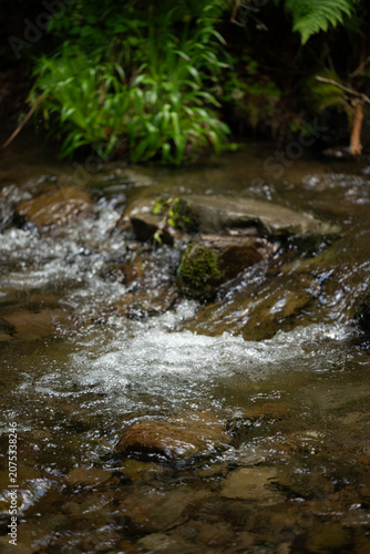Stream in the forest