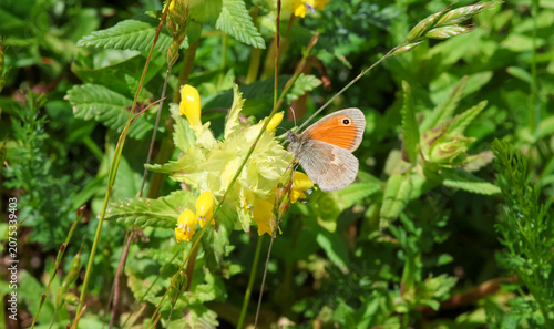 macro of a coenonympha pamphilus small heath butterfly on a yellow-rattle blossom