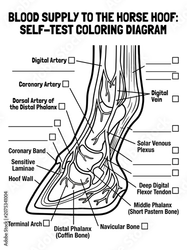 horse anatomy 