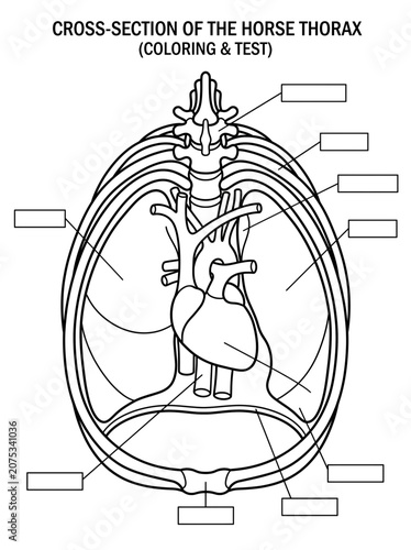 horse anatomy, anatomy  horse, vector, illustration, drawing, sketch, card, design, silhouette, cartoon