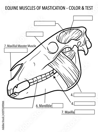 horse anatomy, anatomy  horse, vector, illustration, drawing, sketch, card, design, silhouette, cartoon