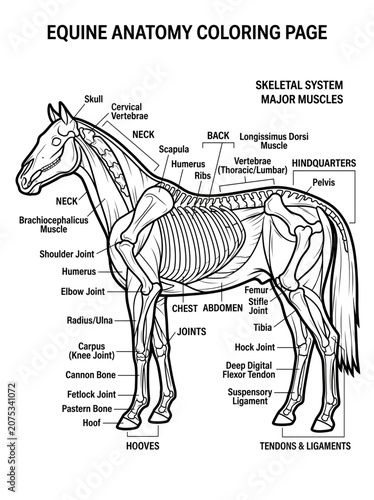 horse anatomy, anatomy  horse, vector, illustration, drawing, sketch, card, design, silhouette, cartoon