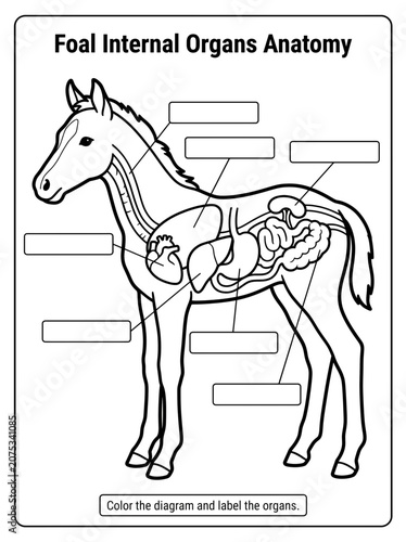 horse