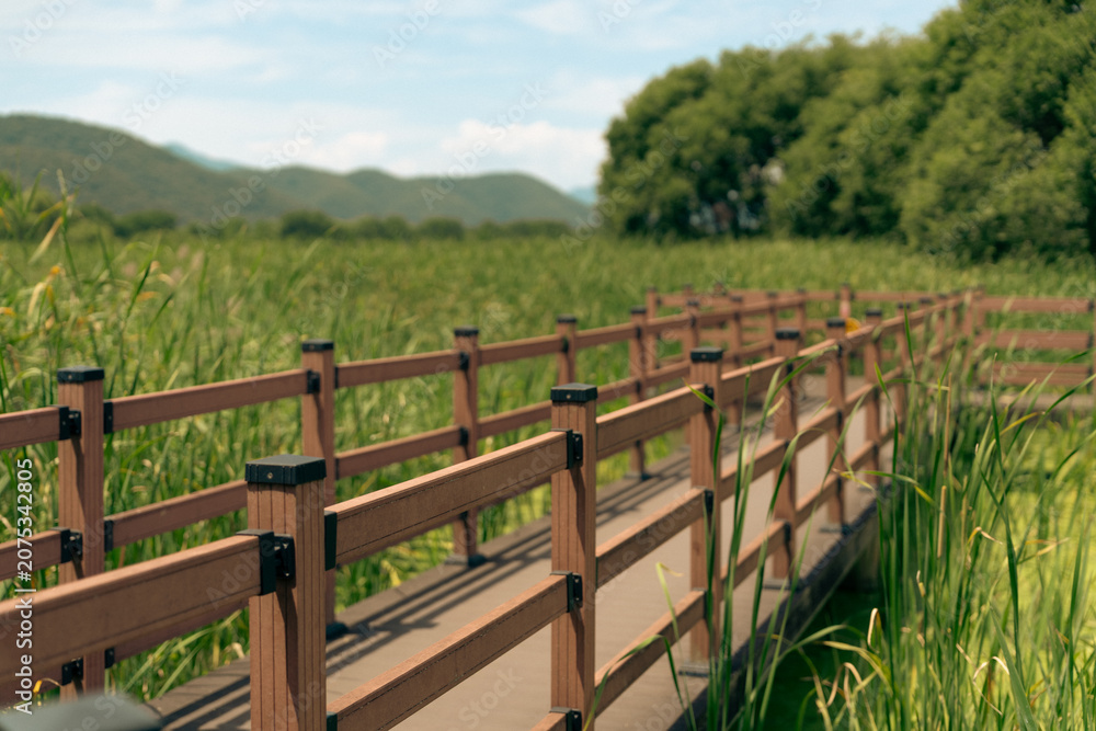 Obraz premium wooden bridge over the wetland