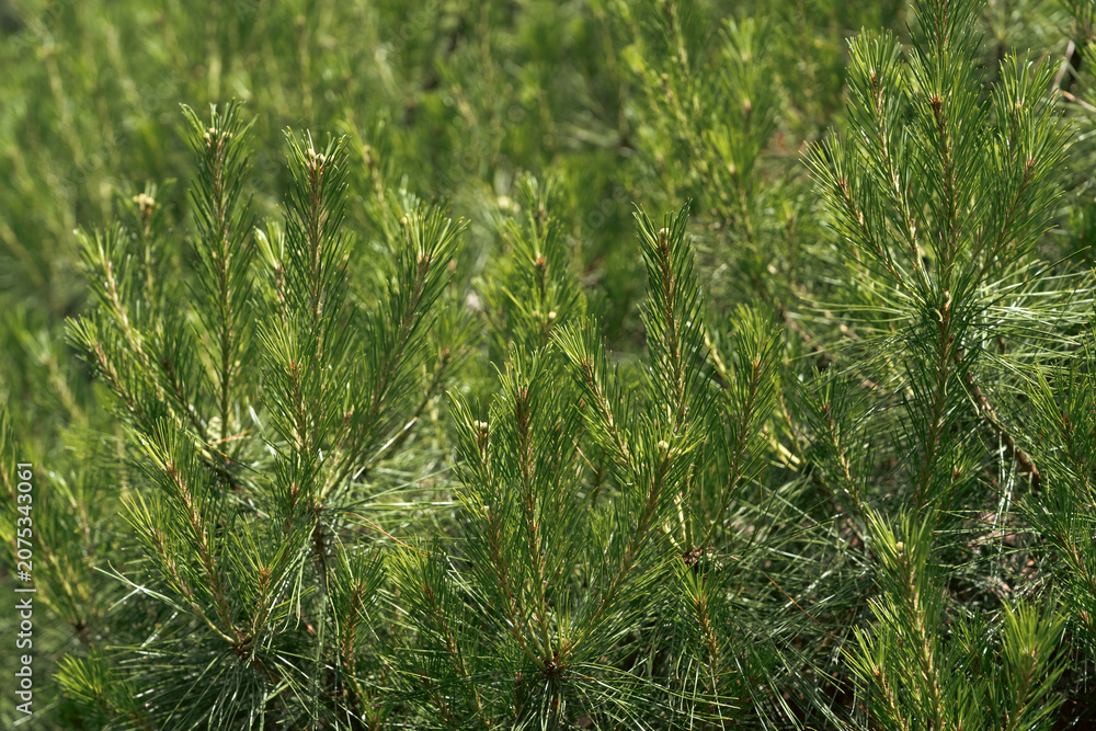 Fototapeta premium Pine