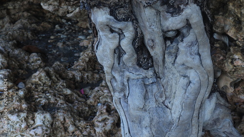 A close-up of a uniquely textured tree trunk, its bark illuminated by the warm light of midday.