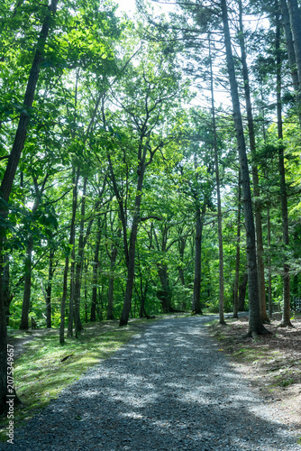 夏の公園の散歩道

