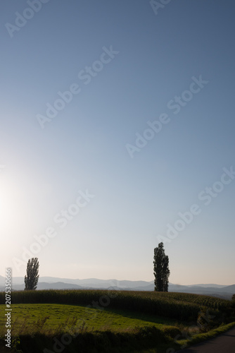 晴れた夕暮れの空と丘の上のポプラ　美瑛町

