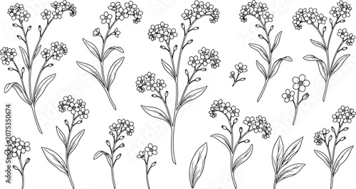 Forget-me-not flower set hand drawn ink illustration isolated on white background for botanical design and decoration