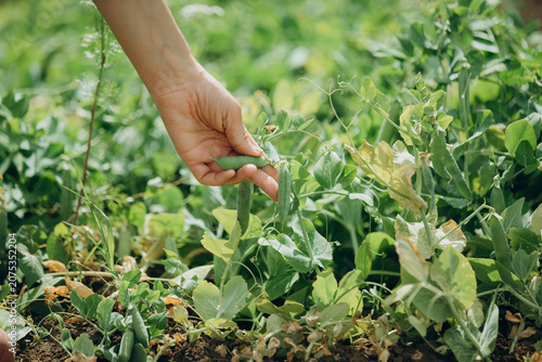 Schilderij op canvas Hand picking fresh green peas in garden harvest