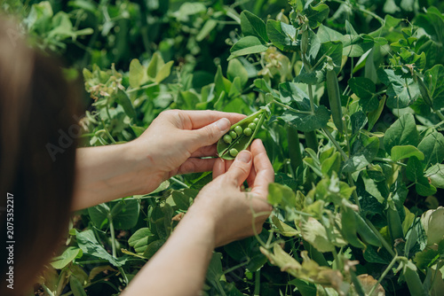 Fotografie Hands opening fresh organic pea pod in garden