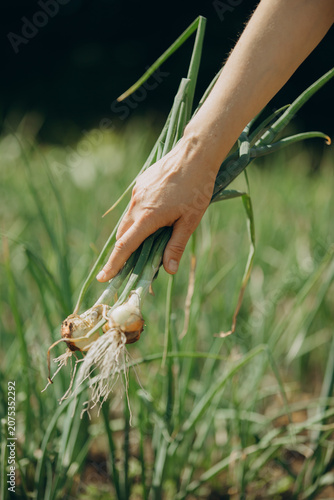 Hand harvesting fresh green onions from garden