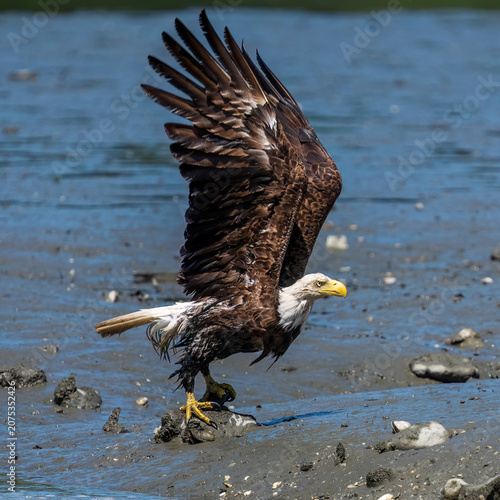 American bald eagle