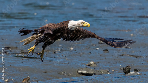 bald eagle in flight