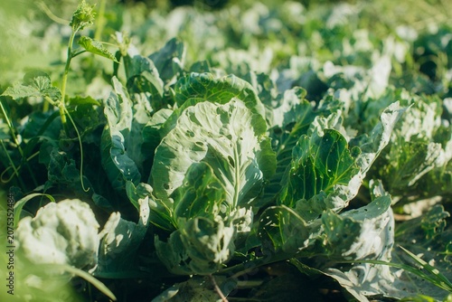 Cuadro en lienzo Cabbage plants growing in a healthy vegetable garden