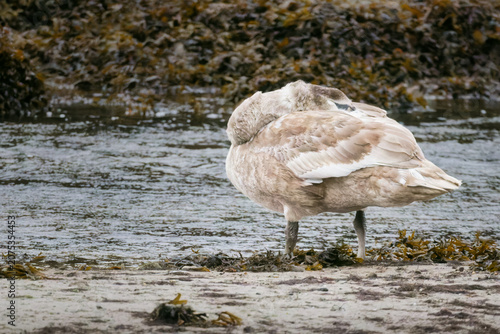 Картината върху платно A brown cygnet stands on a shore with its head tucked back against seaweed and water