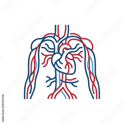 Tableau sur toile Human circulatory system with heart and blood vessels.