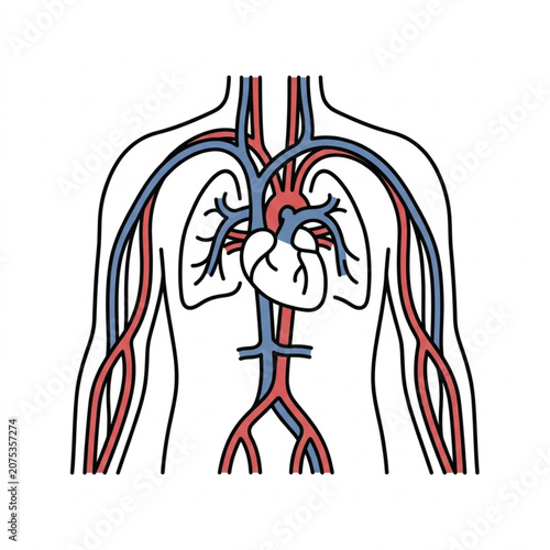 Photos Human circulatory system and lungs illustration.