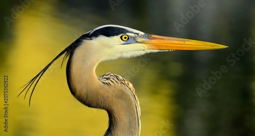 Tableau sur toile Close Up Profile of Great Blue Heron by Water