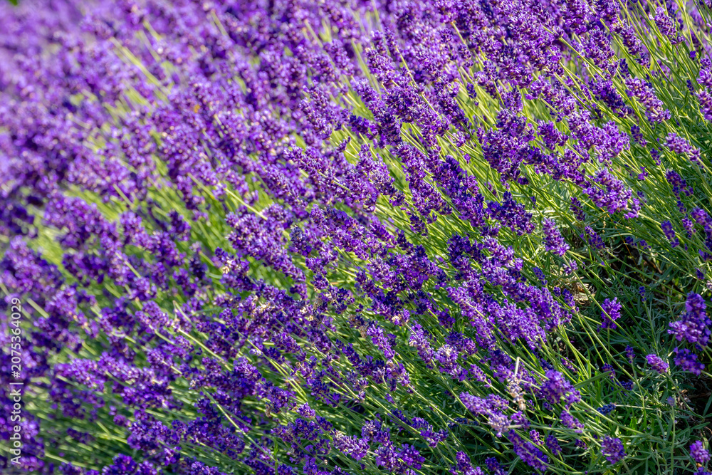 Obraz premium Selective focus a bush of purple violet blue flowers in the garden with soft sunlight in the afternoon, Lavender is flowering plants in the mint family of Lamiaceae, Natural floral pattern background.