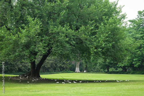 Εκτύπωση καμβά A peaceful, vigorous big tree is sheltering a group of foraging white pigeons