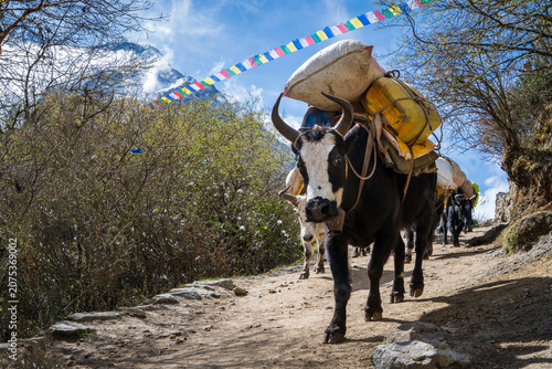 Fotografía Grupo de Yak, o vacas de montaña, en la región del Everest, llevando bienes y suministros en caminos de montaña