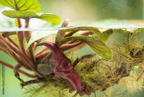 Konstfotografi Water caltrops or Trapa bicornis Osbeck branch green leaves and fruits on natural background