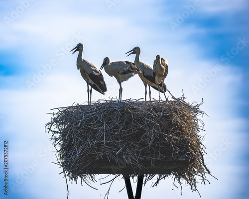 A family of storks – exploring their surroundings